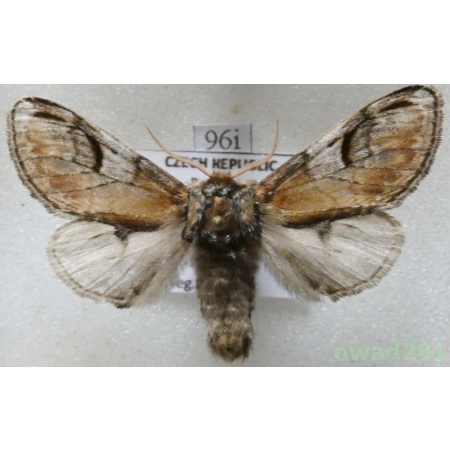 Notodonta ziczac (Linnaeus, 1758) male Czech96i